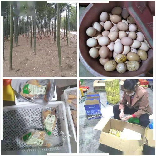 善心接力，助貧困村農戶的谷物副產品“飛”出山溝